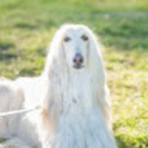 Meet your Posher, Howard